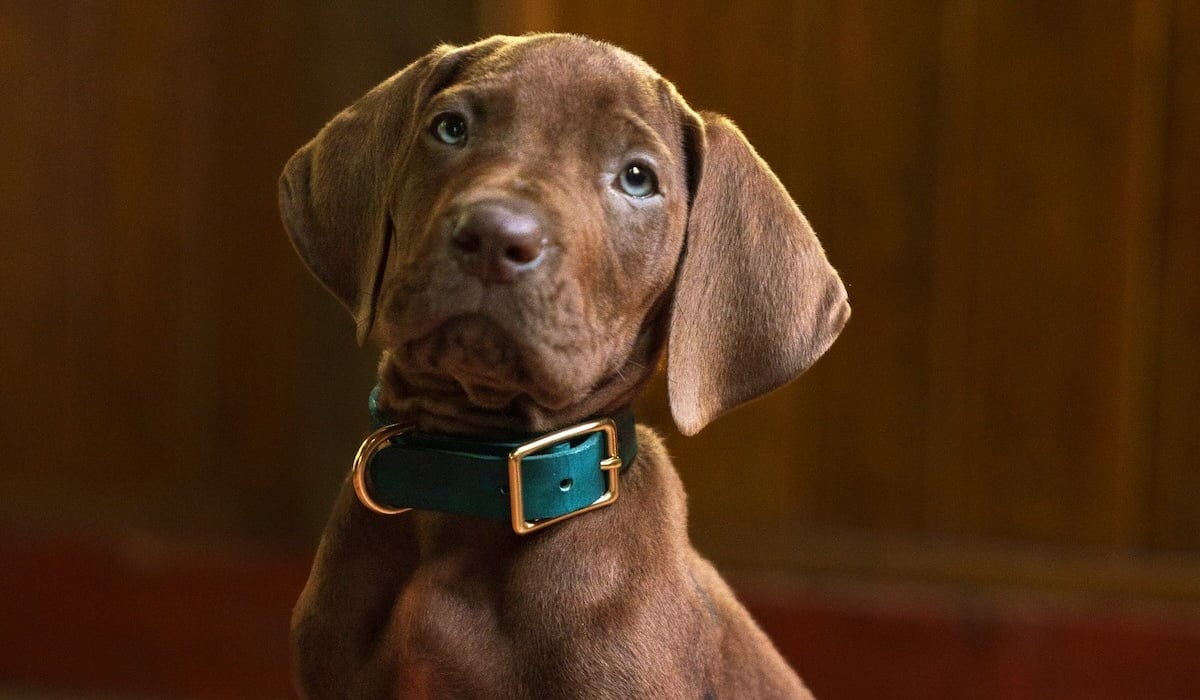 Netflix makes history with its new Scooby-Doo show - by making Scooby a real dog